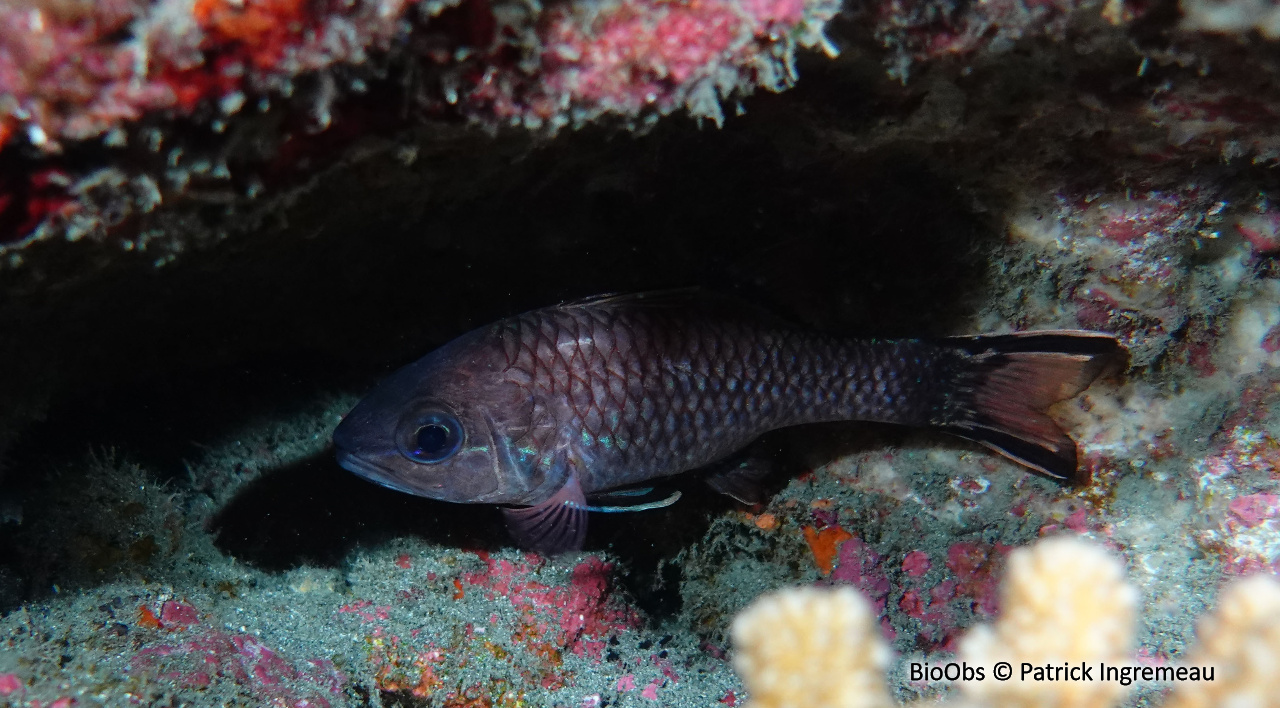 Apogon à nageoires rayées - Pristiapogon taeniopterus - Patrick Ingremeau - BioObs