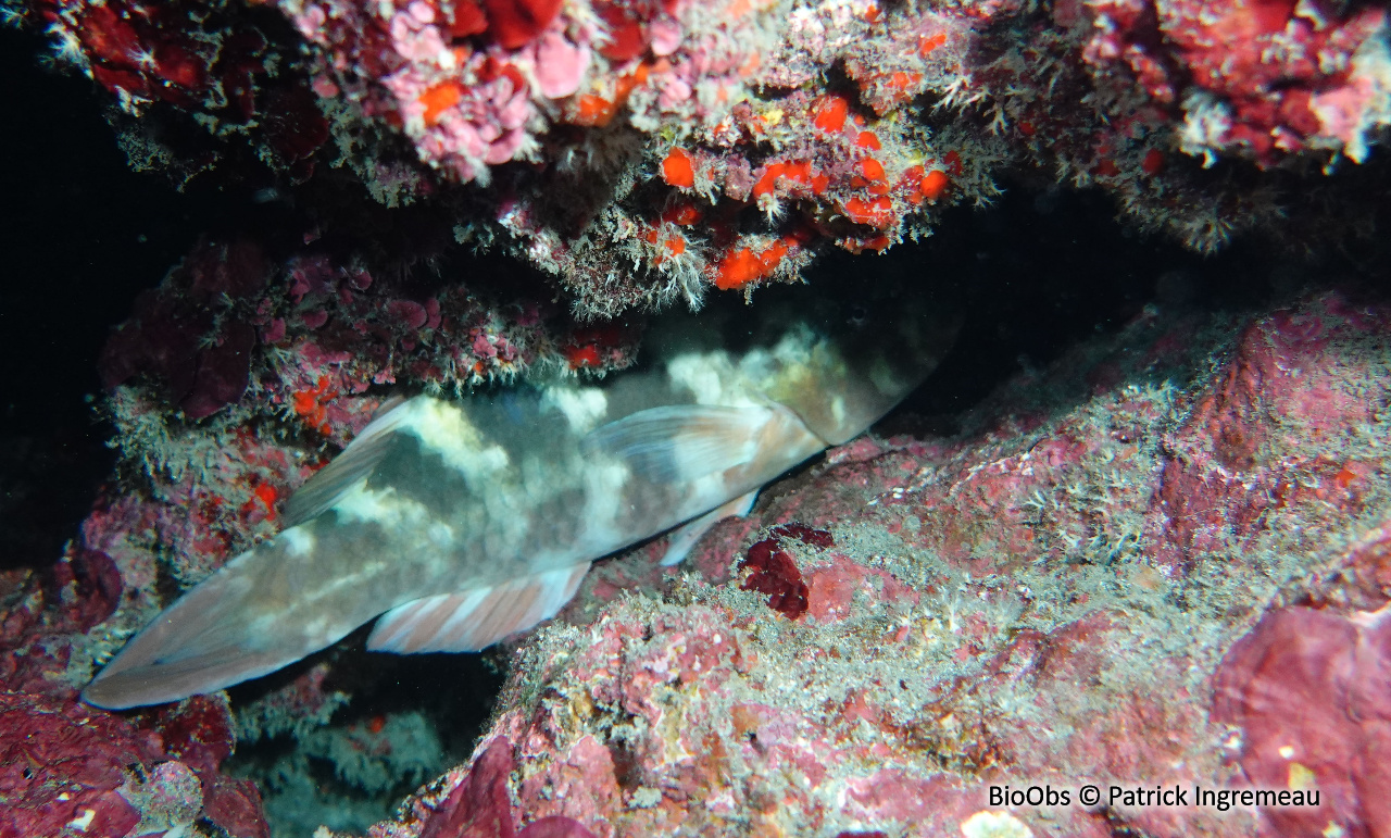 Perroquet à bandes rouges - Scarus caudofasciatus - Patrick Ingremeau - BioObs