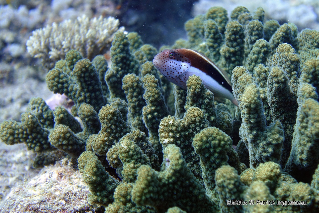Poisson-faucon à taches de rousseur - Paracirrhites forsteri - Patrick Ingremeau - BioObs