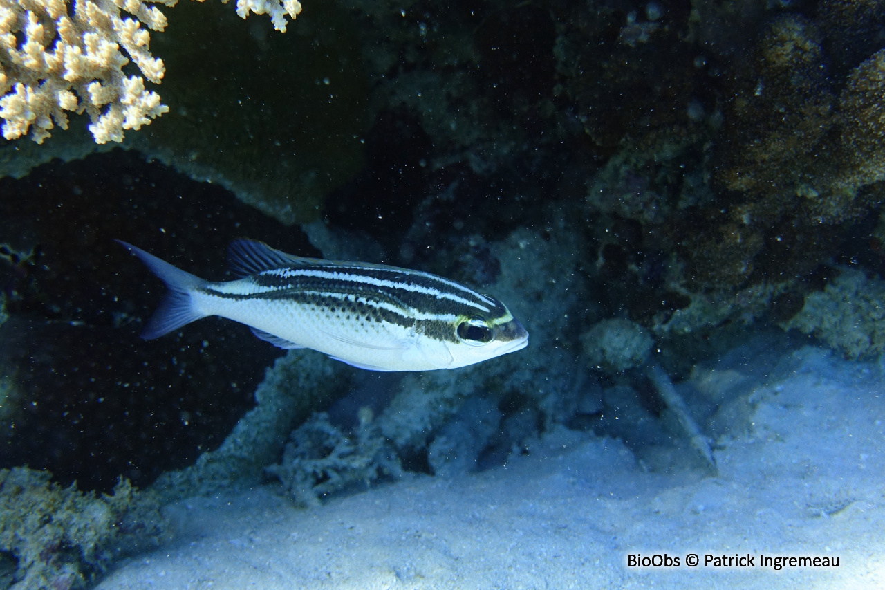 Brème de mer arabe - Scolopsis ghanam - Patrick Ingremeau - BioObs
