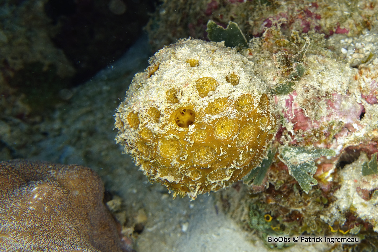 Eponge lune de l'Indopacifique - Paratetilla bacca - Patrick Ingremeau - BioObs