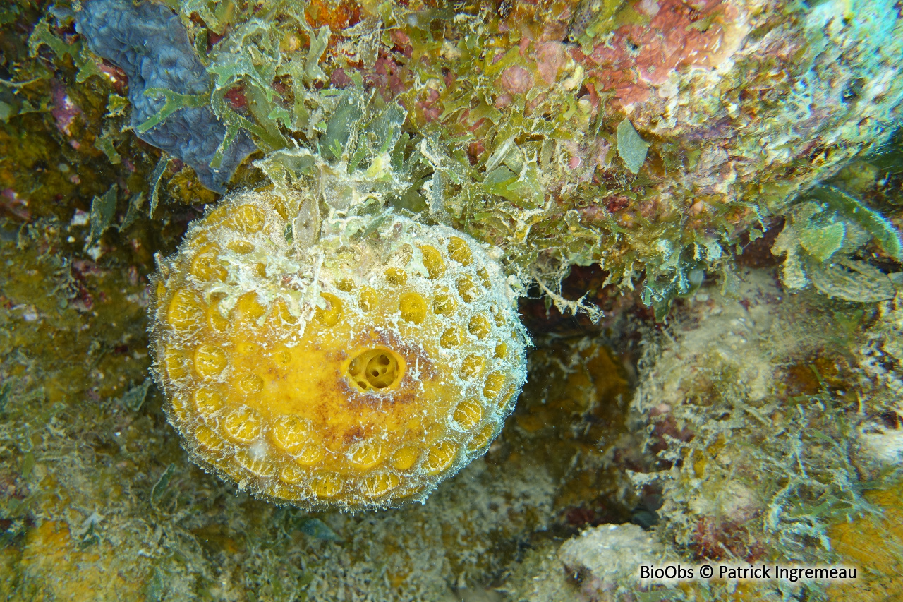 Eponge lune de l'Indopacifique - Paratetilla bacca - Patrick Ingremeau - BioObs