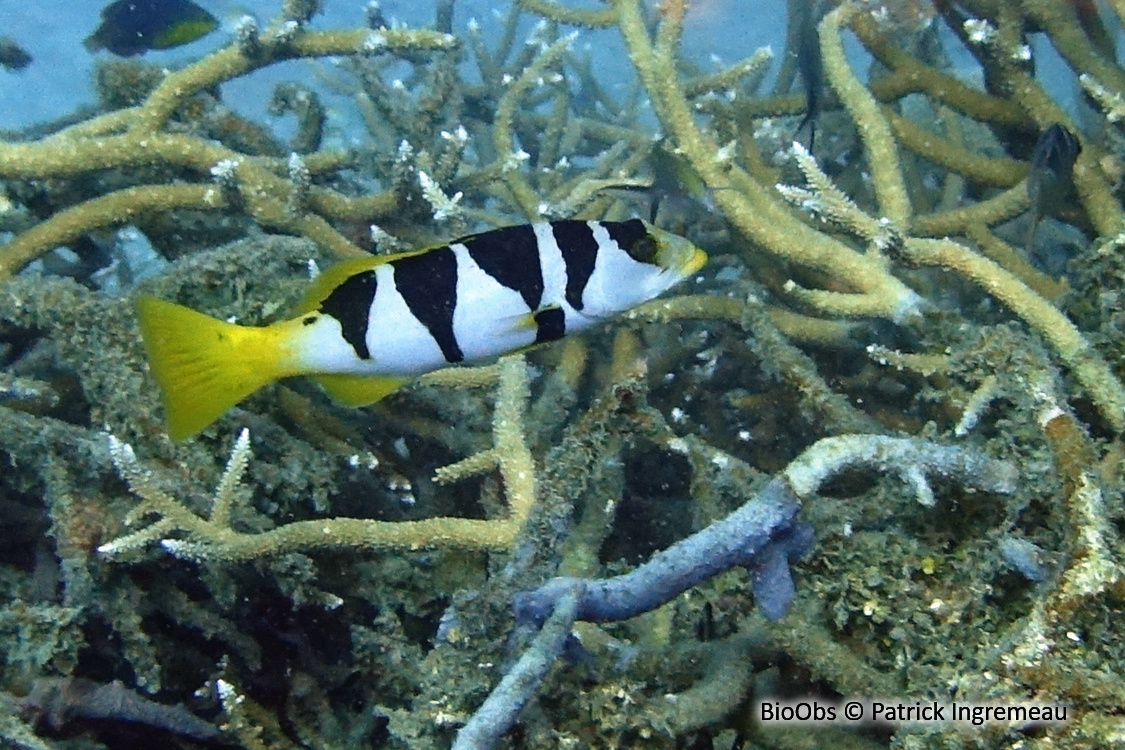 Mérou sellé - Plectropomus laevis - Patrick Ingremeau - BioObs