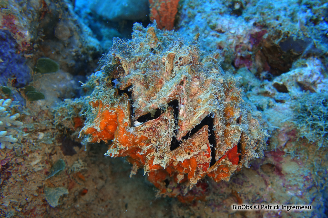 Huître zig-zag - Hyotissa hyotis - Patrick Ingremeau - BioObs