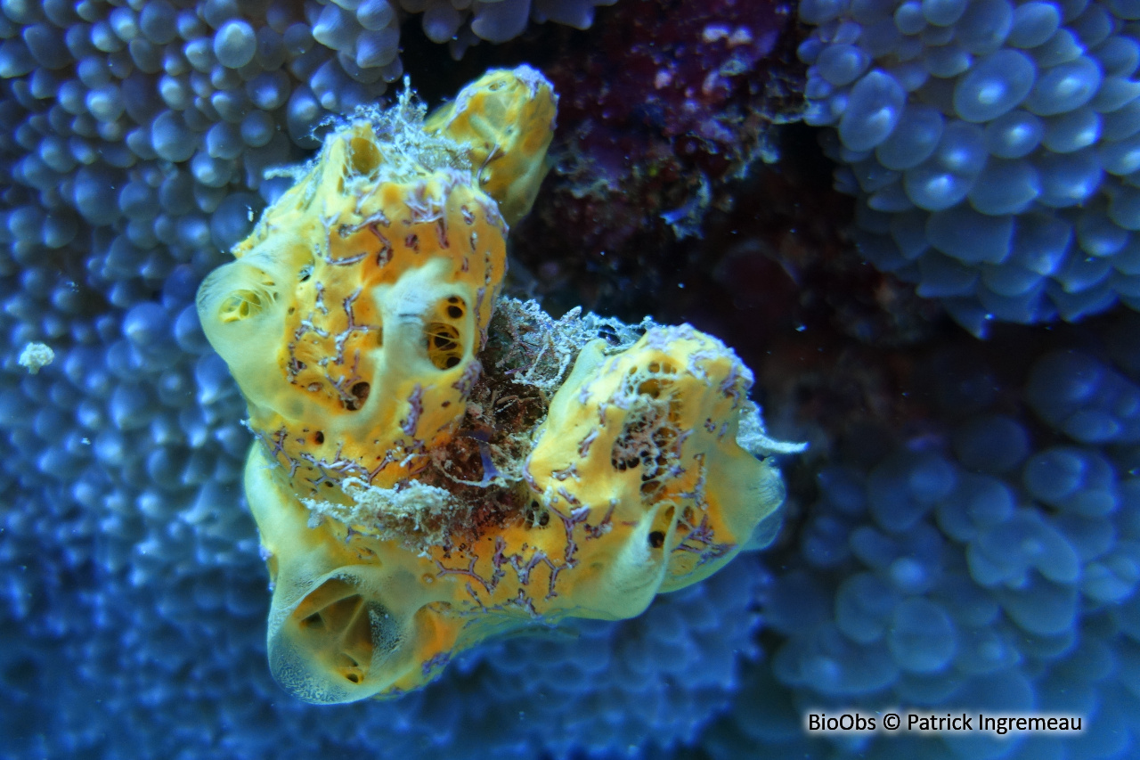 Mycale humilis - Mycale humilis - Patrick Ingremeau - BioObs
