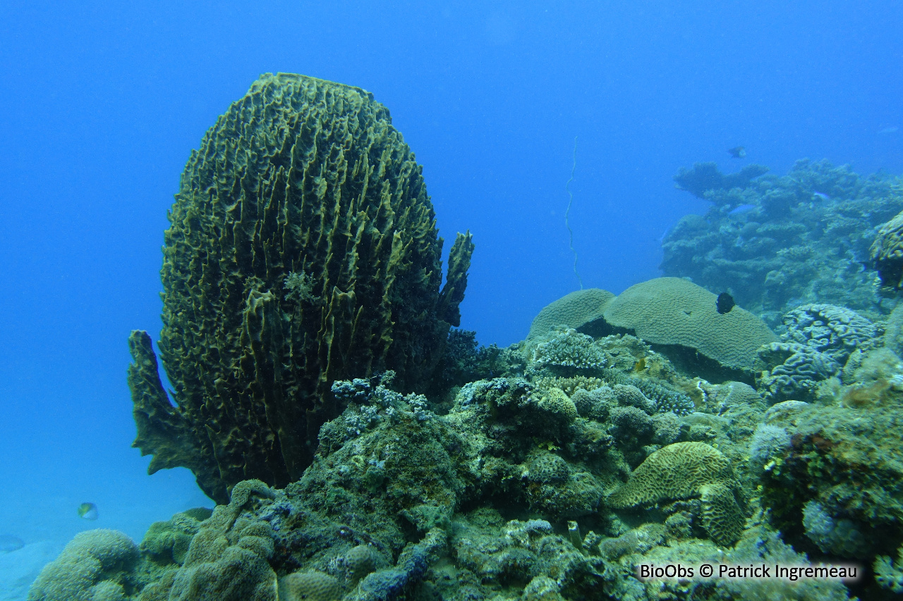 Eponge-barrique - Xestospongia testudinaria - Patrick Ingremeau - BioObs
