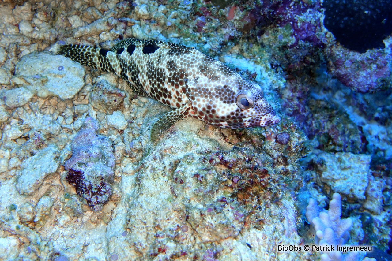 Mérou quatre selles - Epinephelus spilotoceps - Patrick Ingremeau - BioObs