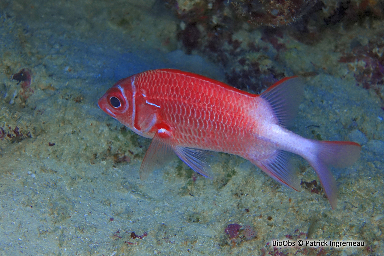 Poisson-écureuil à queue blanche - Sargocentron caudimaculatum - Patrick Ingremeau - BioObs