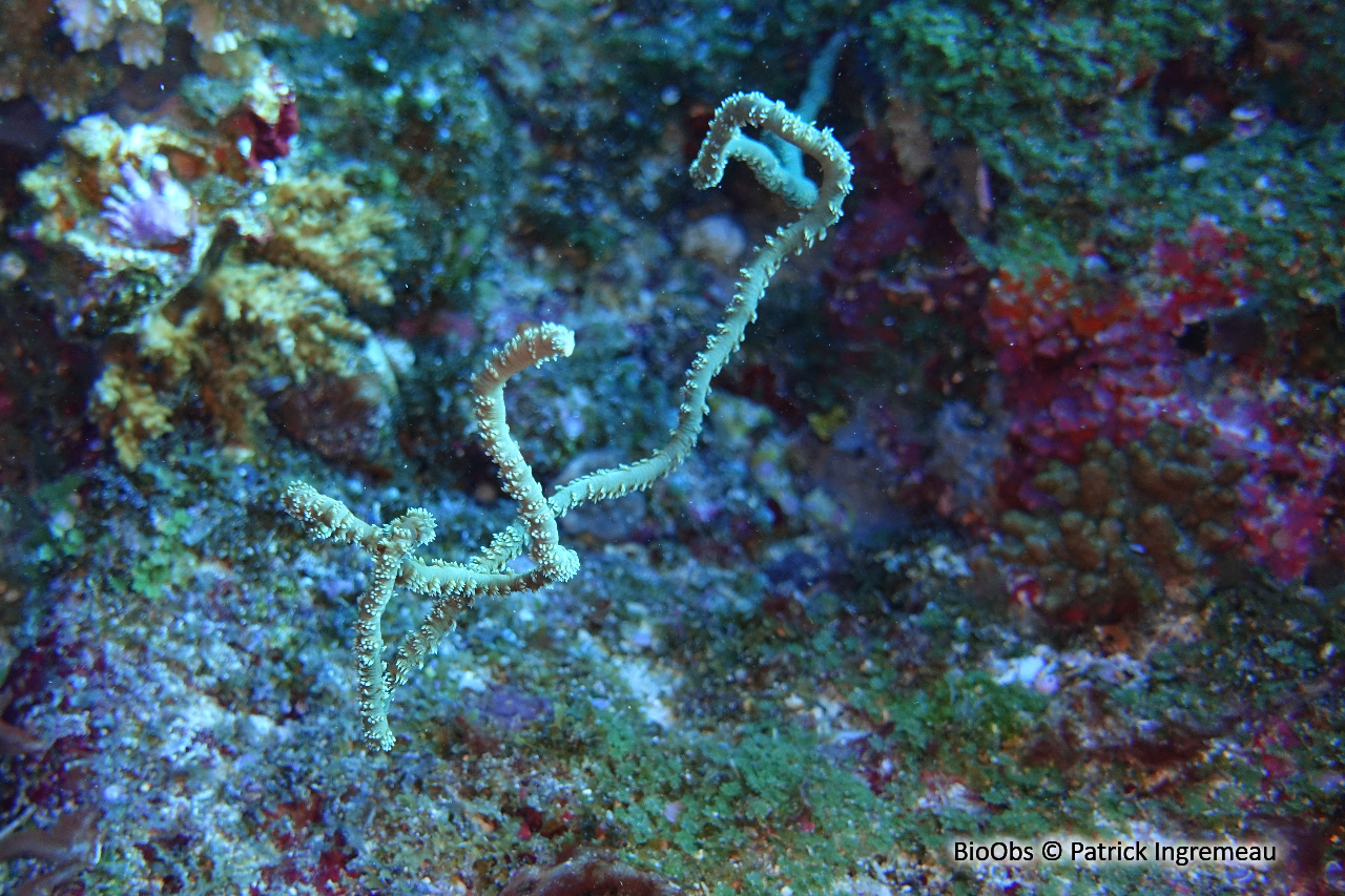 Corail fil-de-fer tordu - Cirrhipathes anguina - Patrick Ingremeau - BioObs