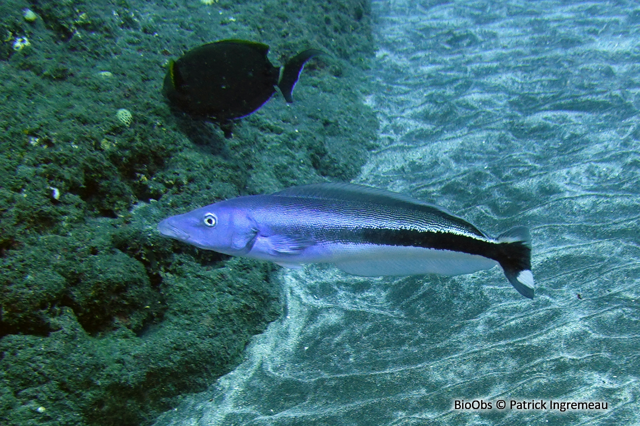 Malacanthe bleu - Malacanthus latovittatus - Patrick Ingremeau - BioObs