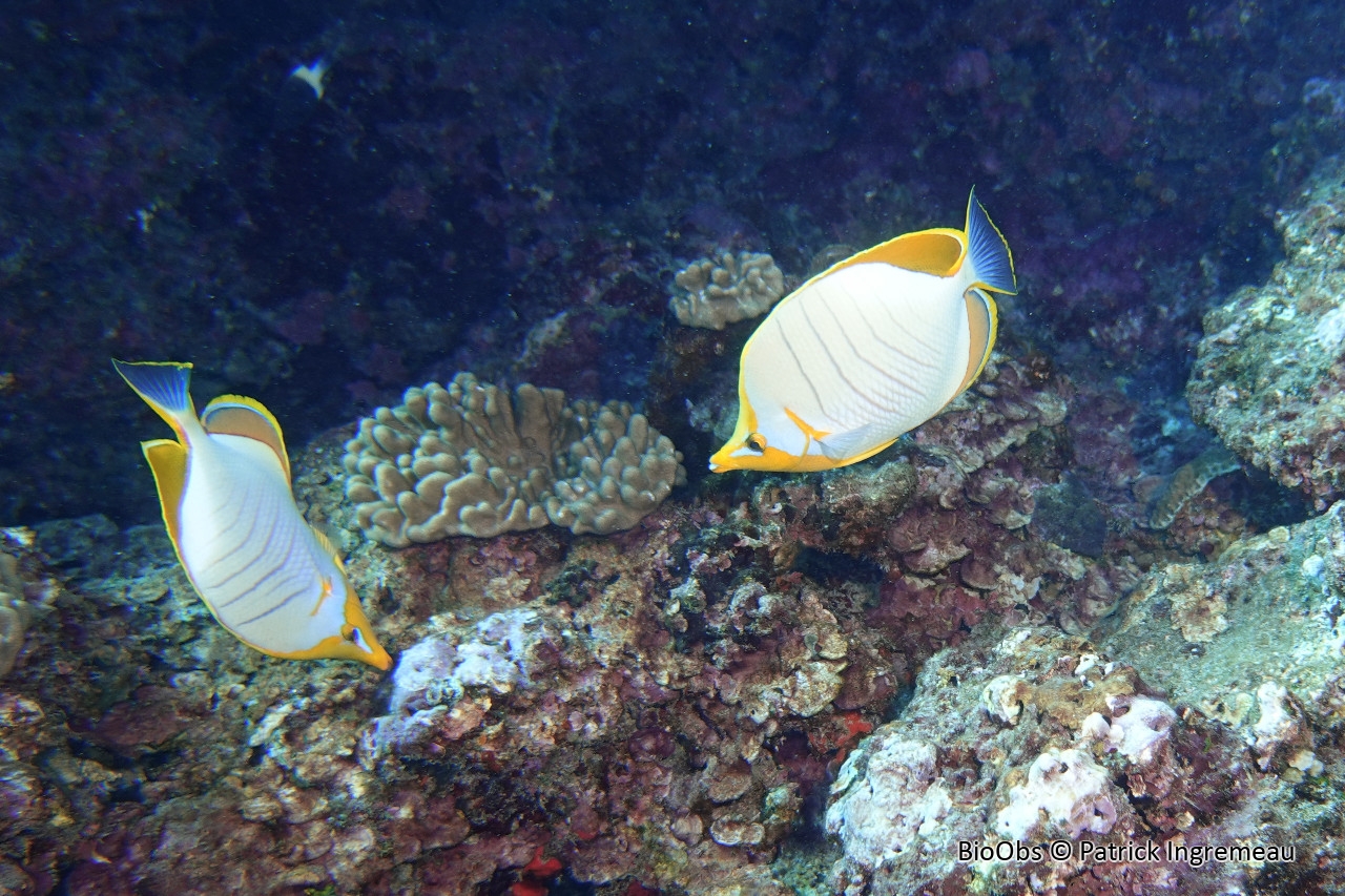 Poisson-papillon à tête jaune - Chaetodon xanthocephalus - Patrick Ingremeau - BioObs