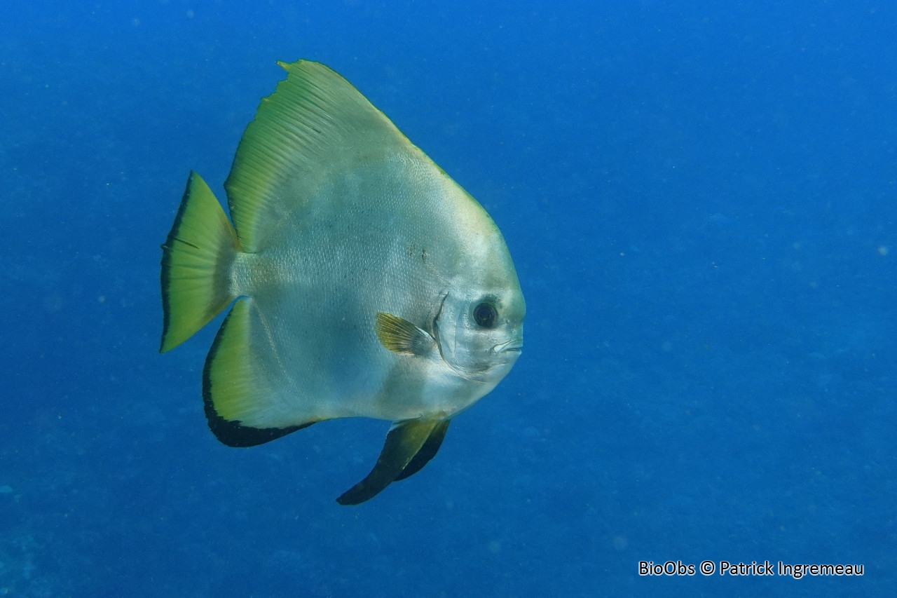Platax orbiculaire - Platax orbicularis - Patrick Ingremeau - BioObs