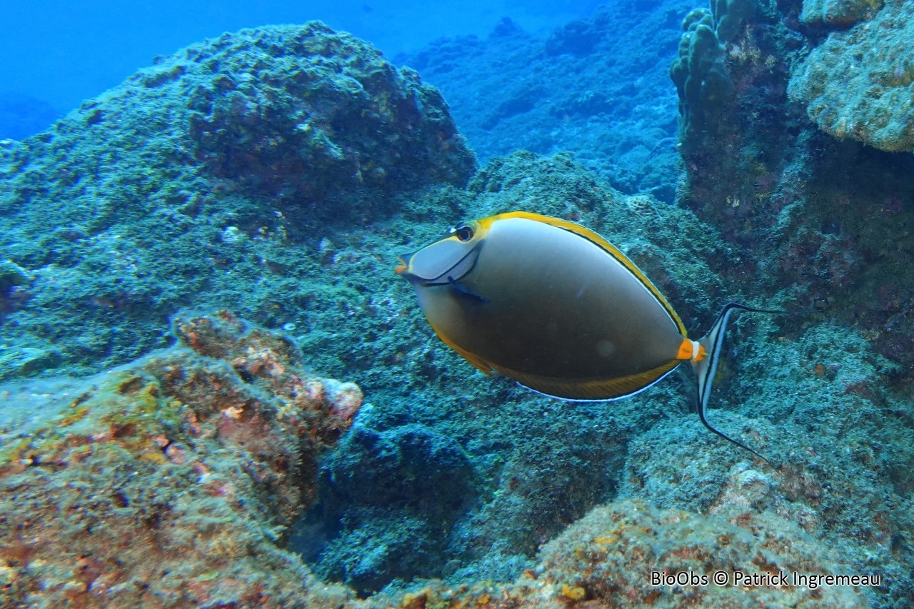 Nason à éperons orange de l'Océan Indien - Naso elegans - Patrick Ingremeau - BioObs