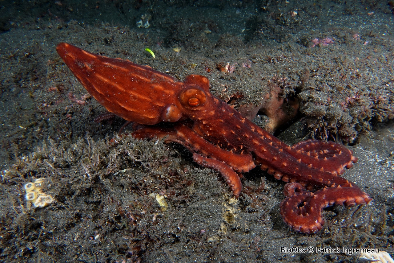 Poulpe à lignes blanches - Callistoctopus ornatus - Patrick Ingremeau - BioObs