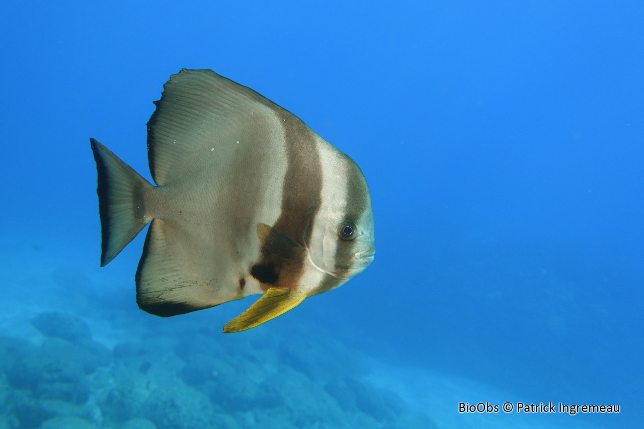 Platax à longues nageoires - Platax teira - Patrick Ingremeau - BioObs