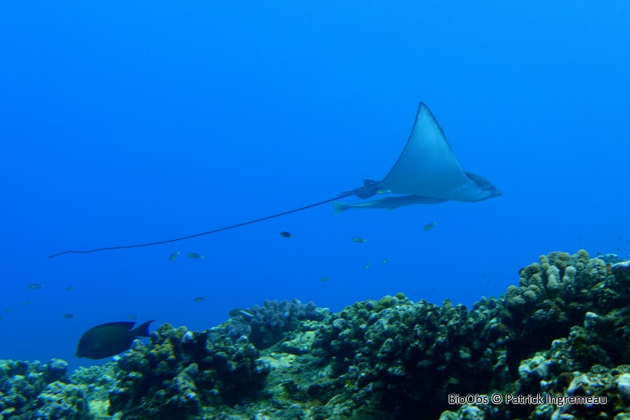 Raie léopard - Aetobatus ocellatus - Patrick Ingremeau - BioObs