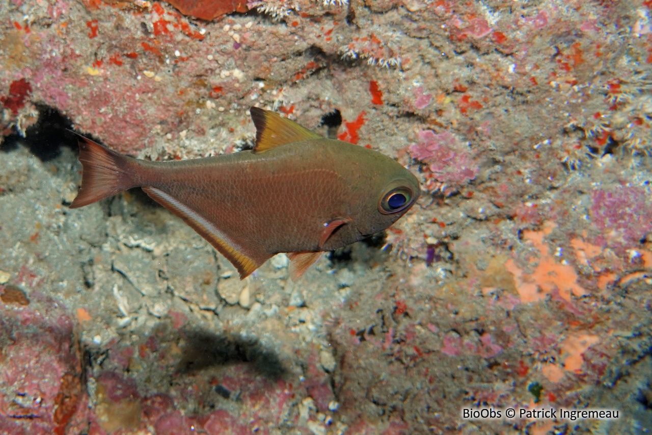 Poisson-hachette - Pempheris vanicolensis - Patrick Ingremeau - BioObs