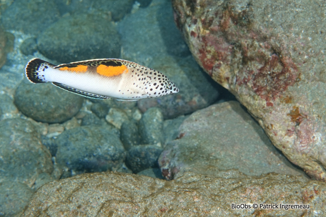 Girelle-clown - Coris aygula - Patrick Ingremeau - BioObs