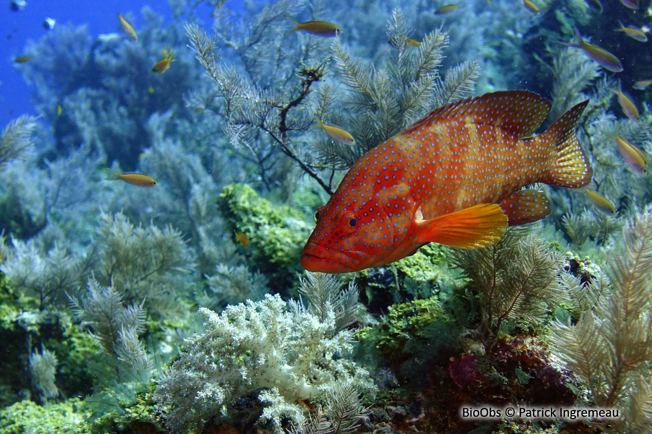 Mérou rouge - Cephalopholis miniata - Patrick Ingremeau - BioObs
