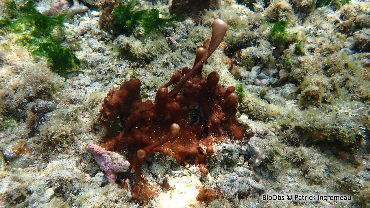 Cyanobactéries du genre Hydrocoleum - Hydrocoleum spp - Patrick Ingremeau - BioObs