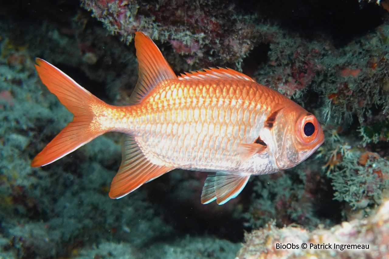 Poisson-soldat rouge - Myripristis pralinia - Patrick Ingremeau - BioObs