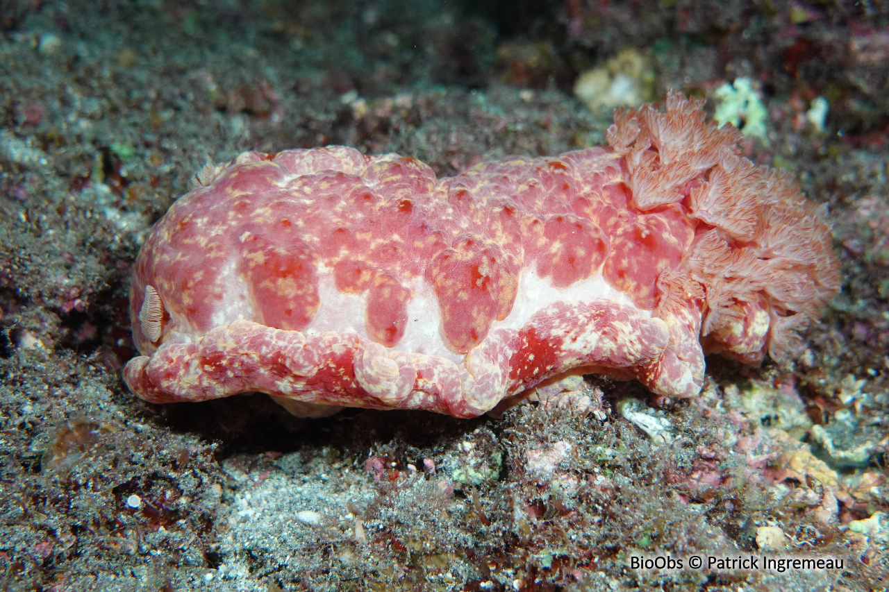Danseuse espagnole lacérée - Hexabranchus lacer - Patrick Ingremeau - BioObs
