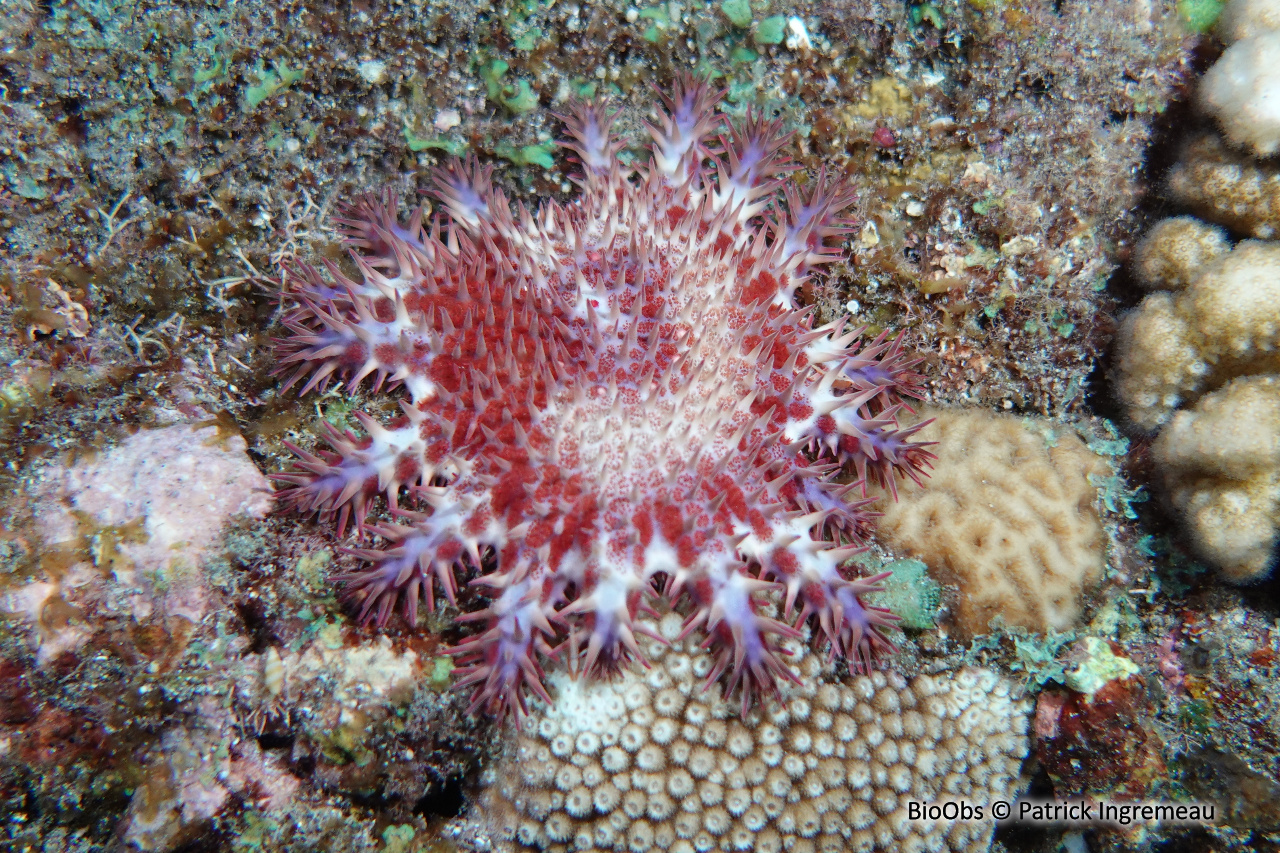 Etoile de mer couronne d'épines de Maurice - Acanthaster mauritiensis - Patrick Ingremeau - BioObs