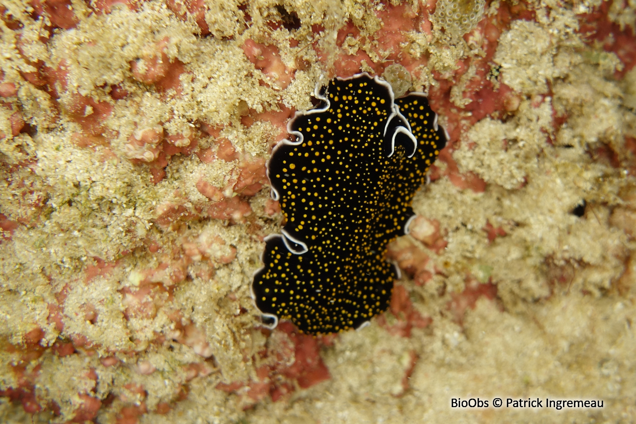 Ver plat ciel étoilé - Thysanozoon nigropapillosum - Patrick Ingremeau - BioObs