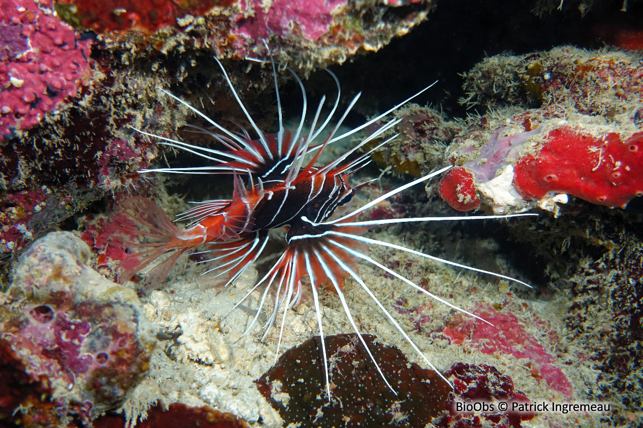 Poisson-scorpion rayonné - Pterois radiata - Patrick Ingremeau - BioObs