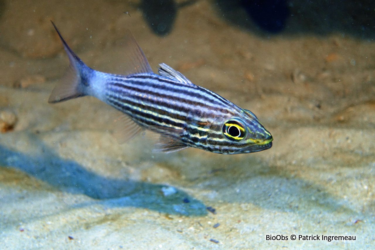 Apogon à grandes dents - Cheilodipterus macrodon - Patrick Ingremeau - BioObs