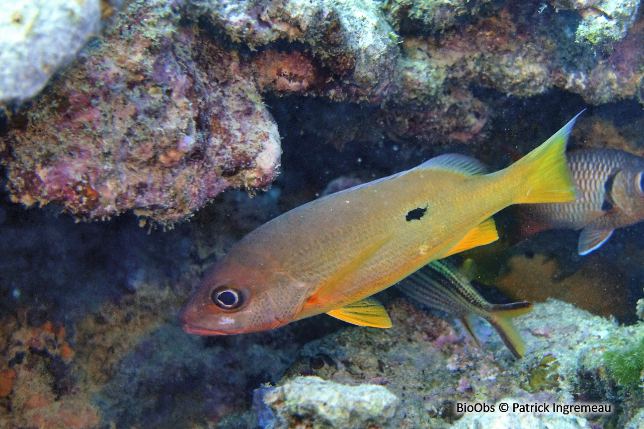 Vivaneau-gibelot - Lutjanus fulviflamma - Patrick Ingremeau - BioObs