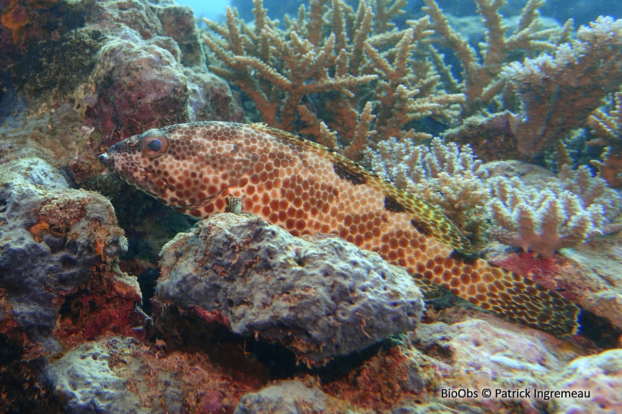 Mérou quatre selles - Epinephelus spilotoceps - Patrick Ingremeau - BioObs