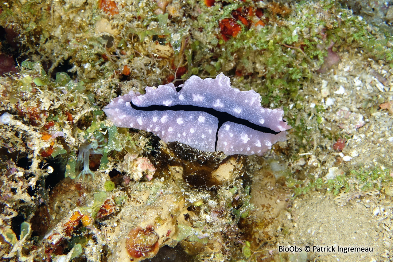 Phyllidiopsis de shireen - Phyllidiopsis shireenae - Patrick Ingremeau - BioObs