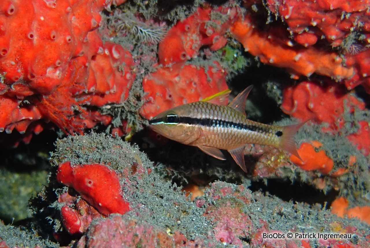 Apogon irisé - Pristiapogon kallopterus - Patrick Ingremeau - BioObs