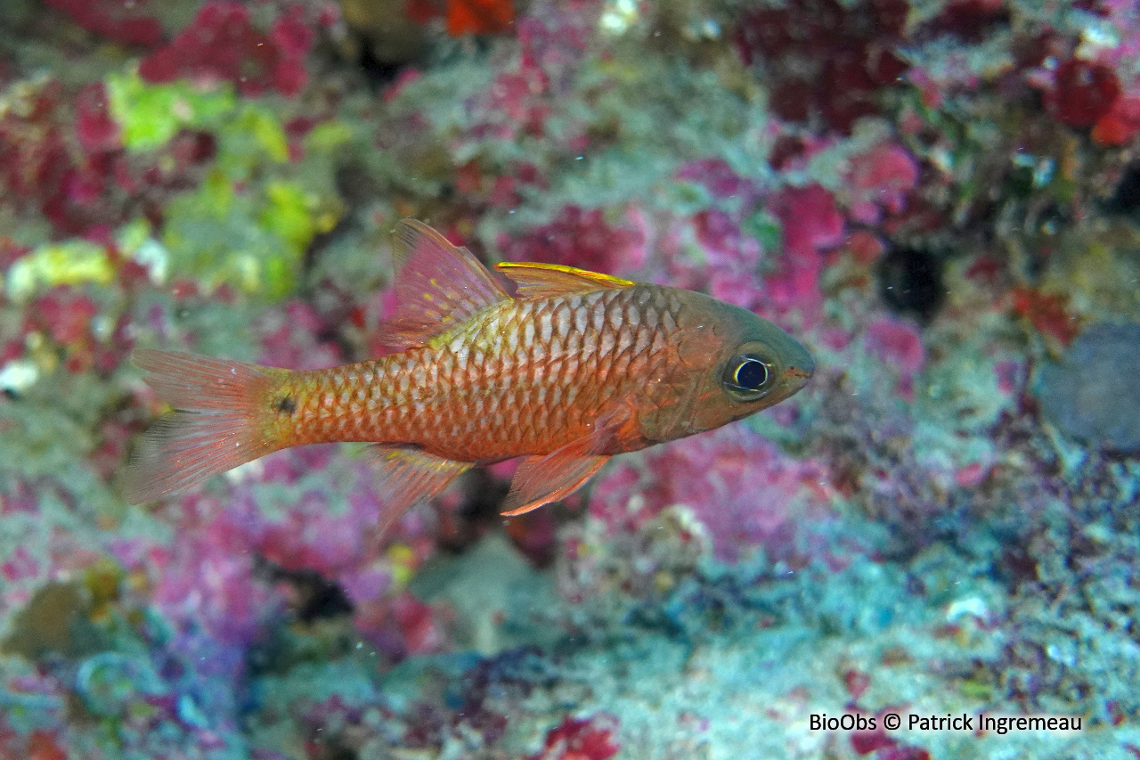 Apogon irisé - Pristiapogon kallopterus - Patrick Ingremeau - BioObs