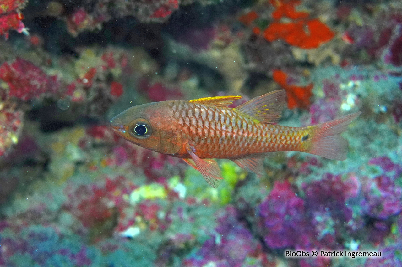 Apogon irisé - Pristiapogon kallopterus - Patrick Ingremeau - BioObs