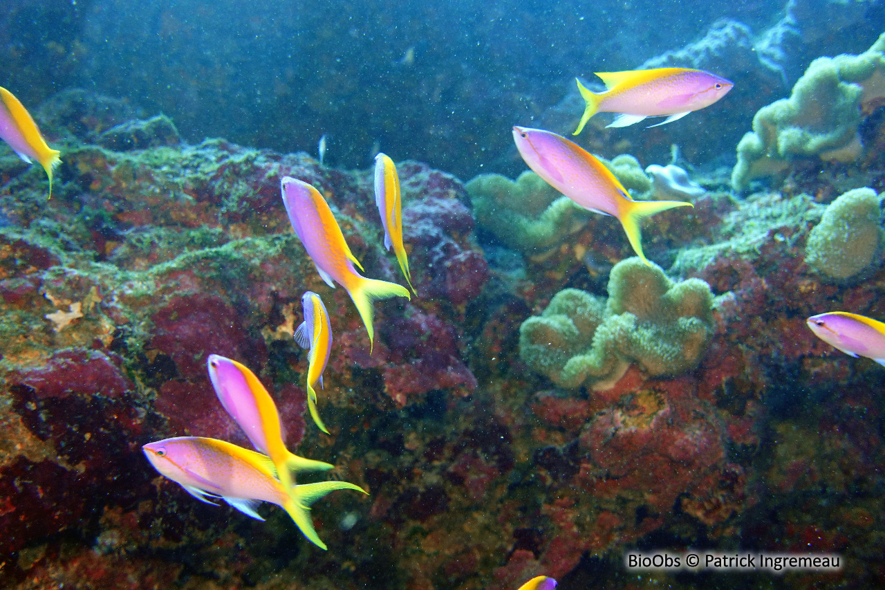 Barbier à queue jaune - Pseudanthias evansi - Patrick Ingremeau - BioObs