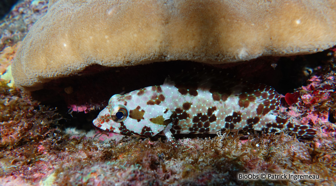 Mérou mélifère - Epinephelus hexagonatus - Patrick Ingremeau - BioObs