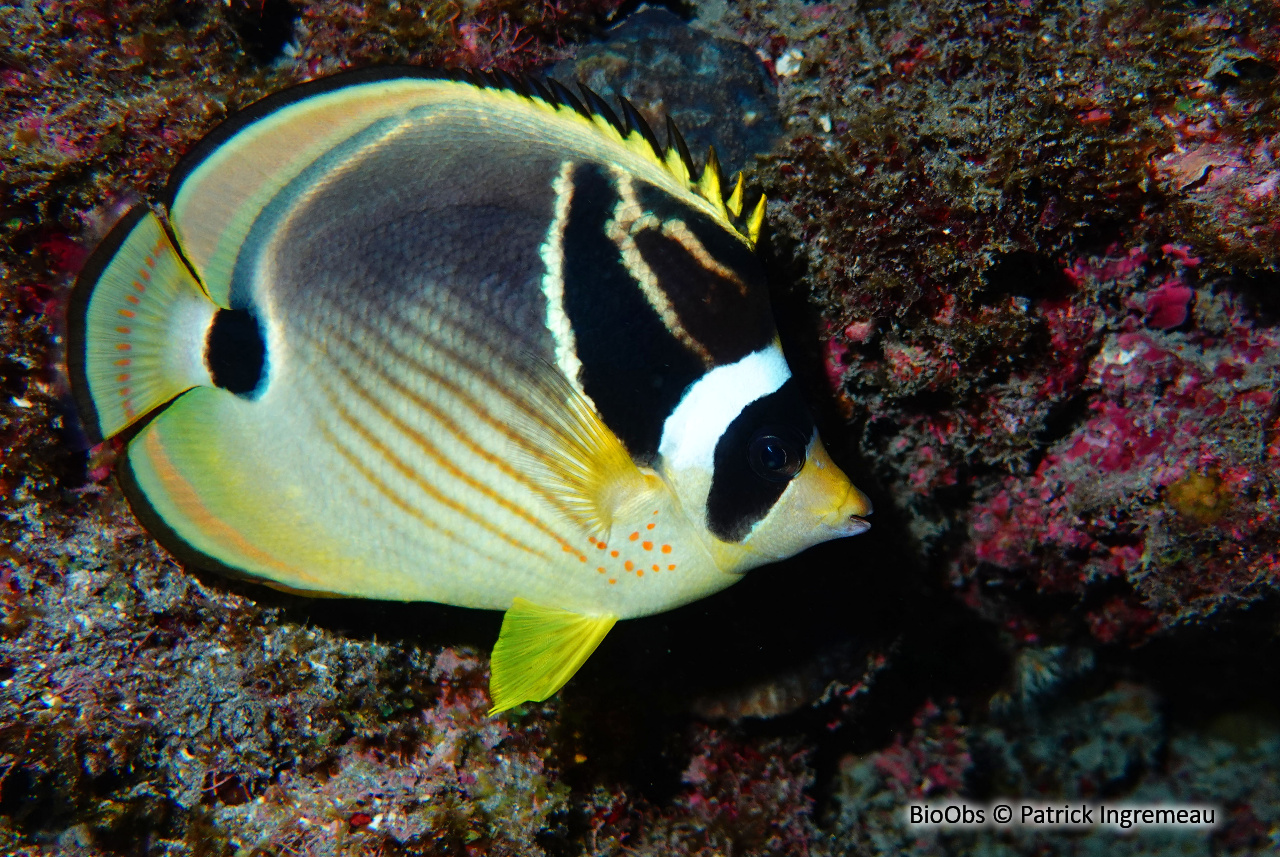 Poisson-papillon raton laveur - Chaetodon lunula - Patrick Ingremeau - BioObs