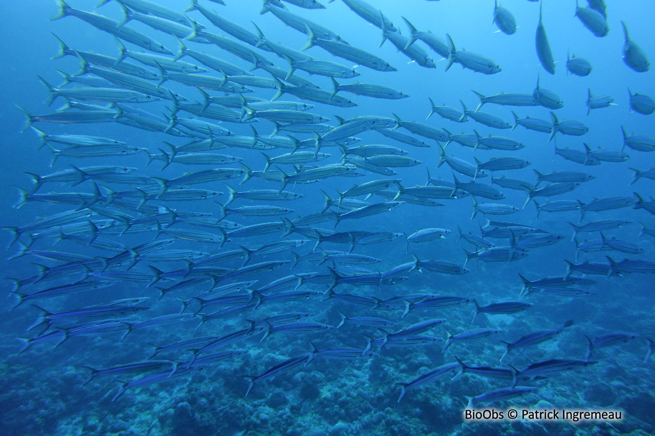 Bécune à ligne jaune - Sphyraena chrysotaenia / obtusata - Patrick Ingremeau - BioObs