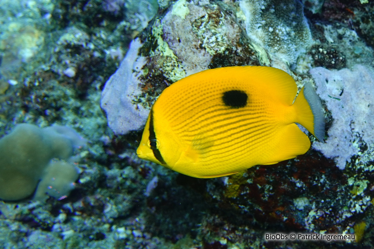 Poisson-papillon de Zanzibar - Chaetodon zanzibarensis - Patrick Ingremeau - BioObs