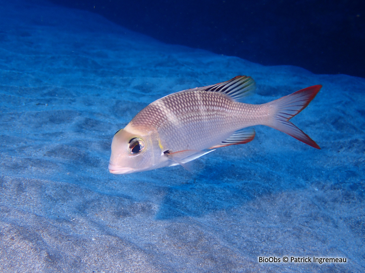 Empereur à quatre raies blanches - Monotaxis heterodon - Patrick Ingremeau - BioObs