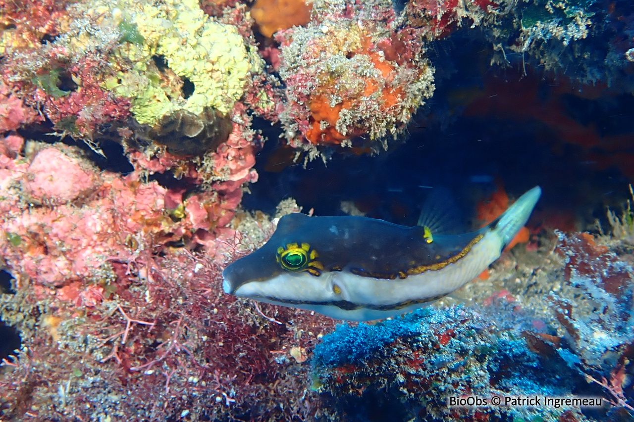 Canthigaster bicolore - Canthigaster smithae - Patrick Ingremeau - BioObs