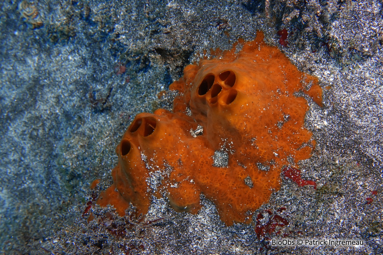 Eponge vagabonde - Spheciospongia vagabunda - Patrick Ingremeau - BioObs