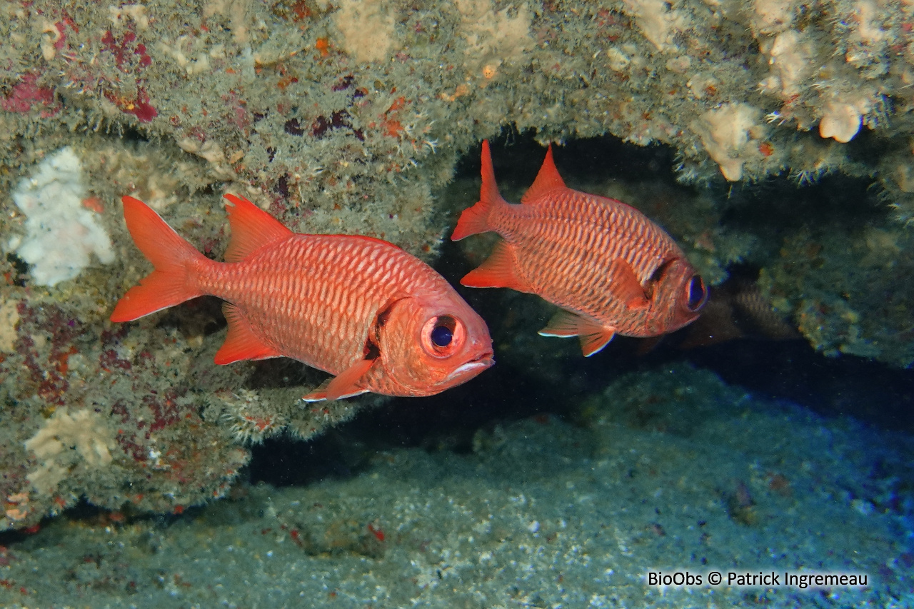 Poisson-soldat à oeillères - Myripristis murdjan - Patrick Ingremeau - BioObs