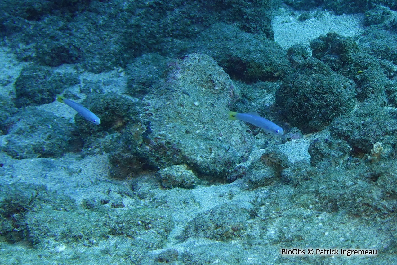 Poisson-fléchette à queue tachée - Ptereleotris heteroptera - Patrick Ingremeau - BioObs