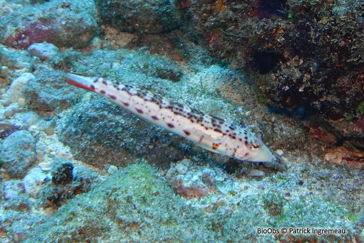 Perche de sable ponctuée - Parapercis punctulata - Patrick Ingremeau - BioObs