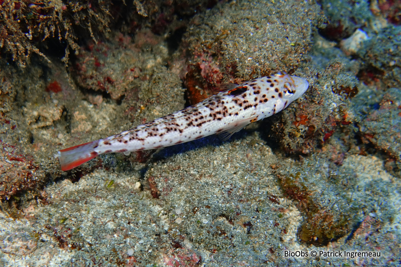 Perche de sable ponctuée - Parapercis punctulata - Patrick Ingremeau - BioObs