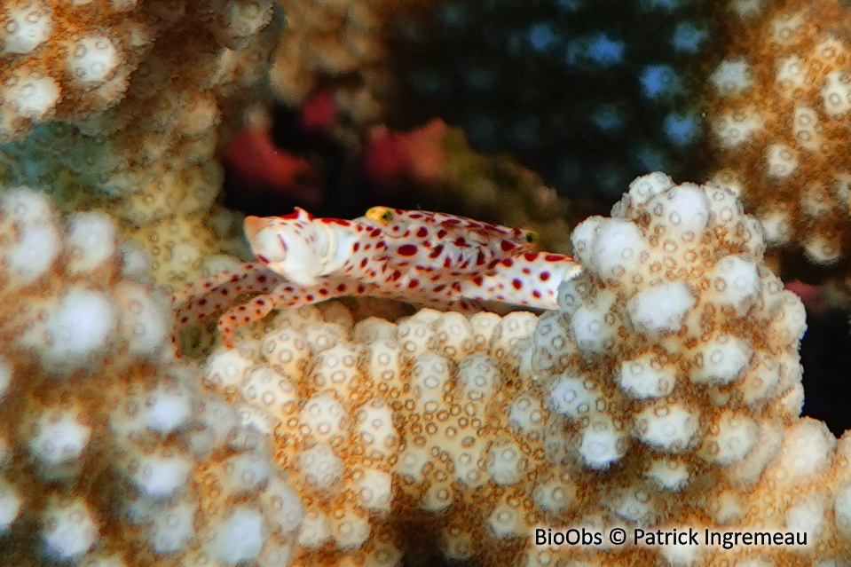 Crabe corallicole à pois rouges - Trapezia rufopunctata - Patrick Ingremeau - BioObs