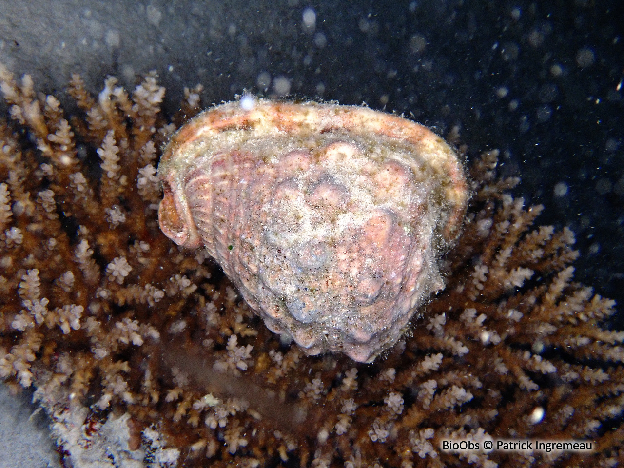 Casque cornu - Cassis cornuta - Patrick Ingremeau - BioObs